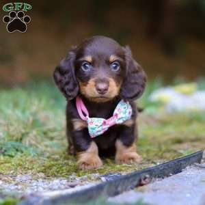 Darla, Dachshund Puppy